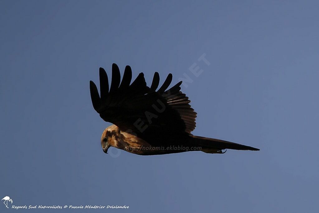 Western Marsh Harrier