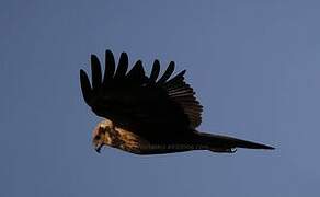 Western Marsh Harrier