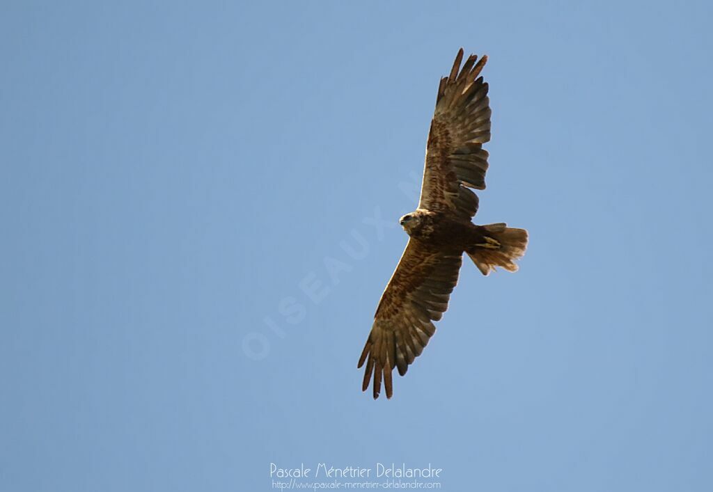 Western Marsh Harrier