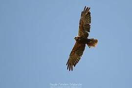 Western Marsh Harrier