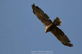 Western Marsh Harrier