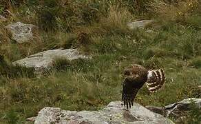 Hen Harrier