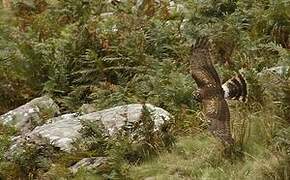 Hen Harrier