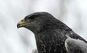 Black-chested Buzzard-Eagle