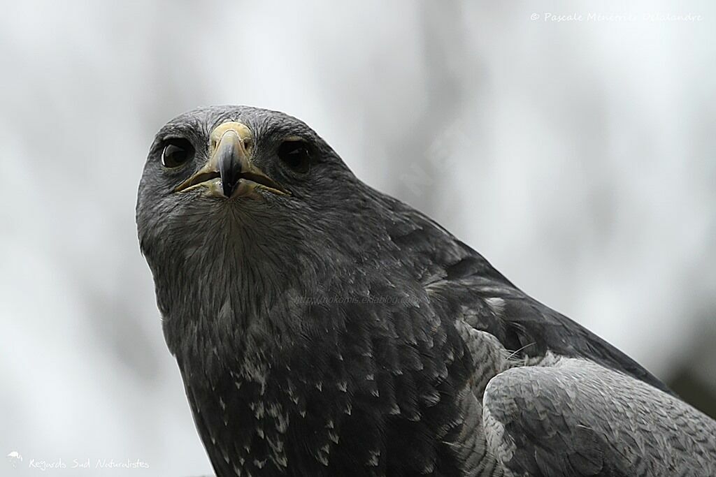 Black-chested Buzzard-Eagle