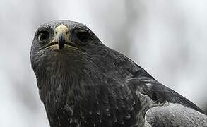 Black-chested Buzzard-Eagle