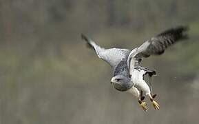 Black-chested Buzzard-Eagle