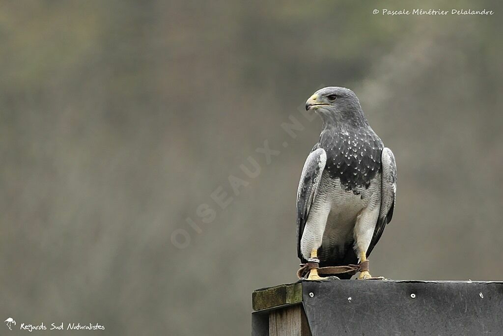 Black-chested Buzzard-Eagle