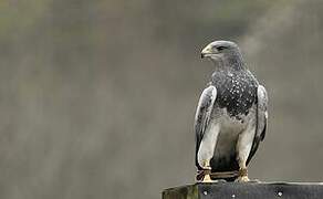 Black-chested Buzzard-Eagle