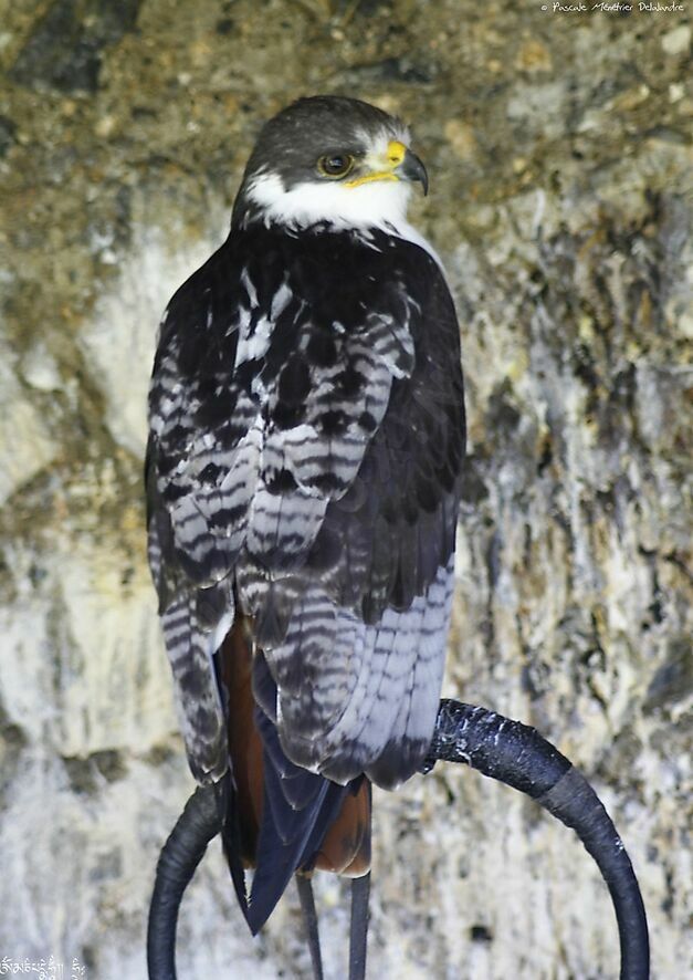 Augur Buzzard