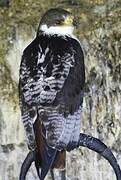 Augur Buzzard