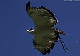 Augur Buzzard