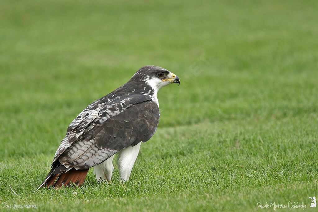 Augur Buzzard