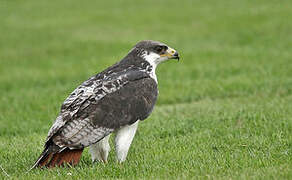 Augur Buzzard