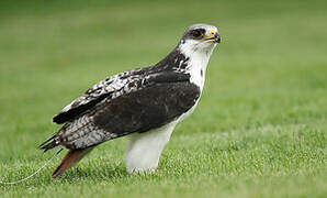 Augur Buzzard