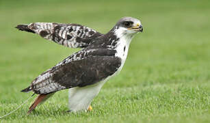 Augur Buzzard