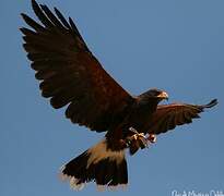 Harris's Hawk