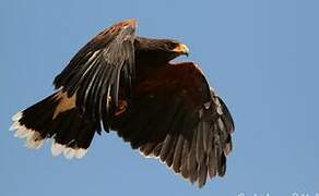 Harris's Hawk