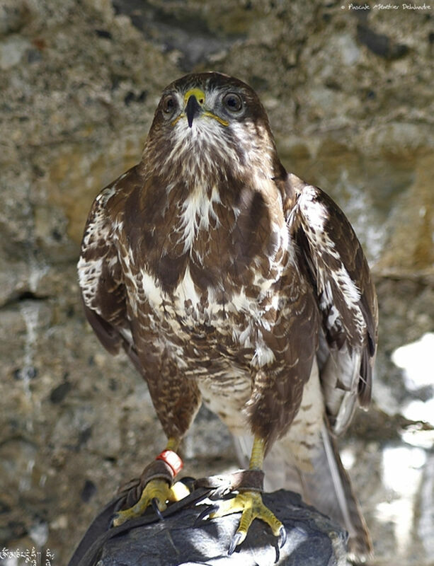 Long-legged Buzzard