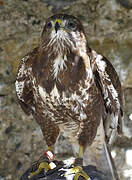 Long-legged Buzzard