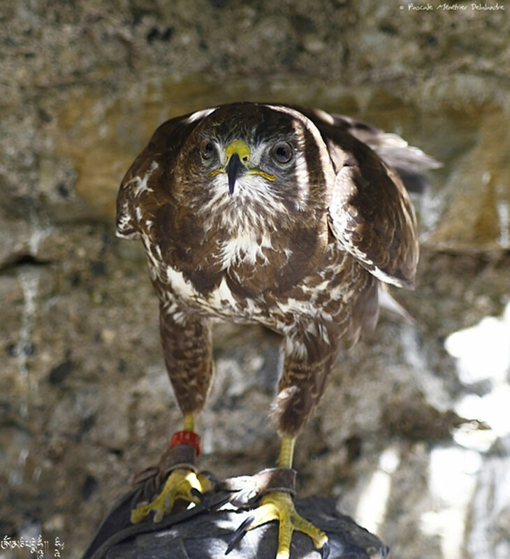 Long-legged Buzzard