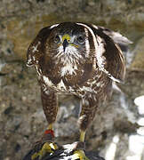 Long-legged Buzzard