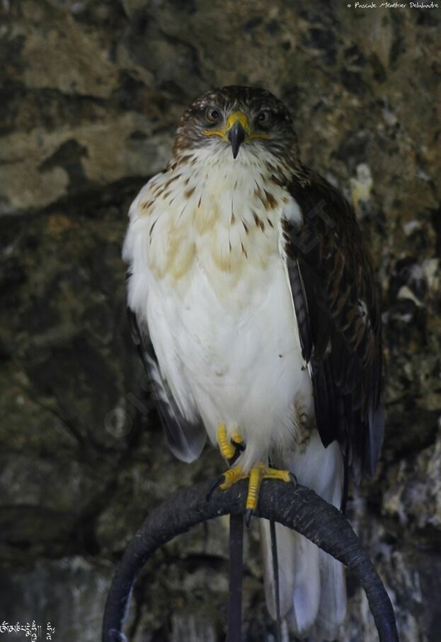 Ferruginous Hawk