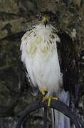 Ferruginous Hawk