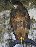 Jackal Buzzard