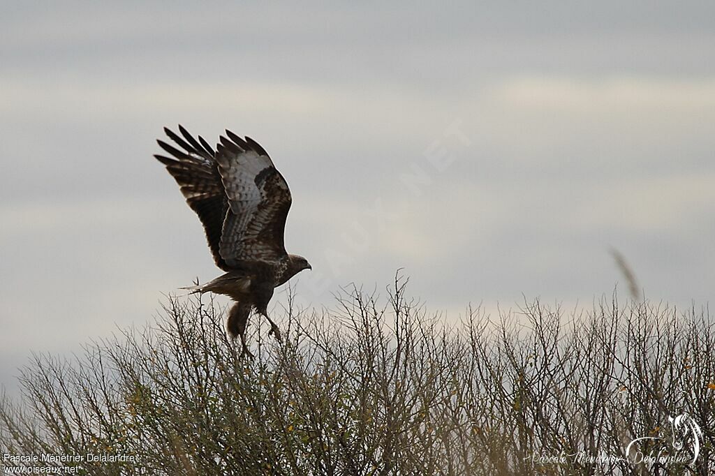 Buse variable