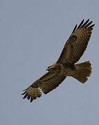 Common Buzzard