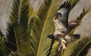 Common Buzzard