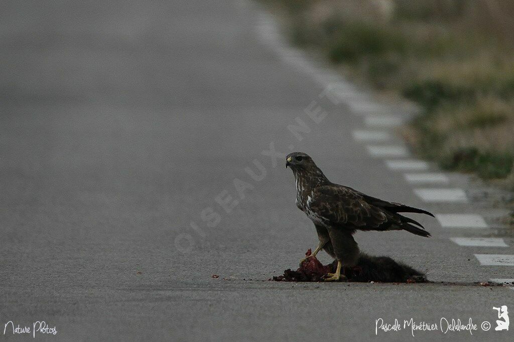 Buse variable