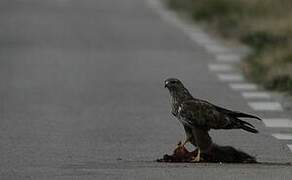 Common Buzzard