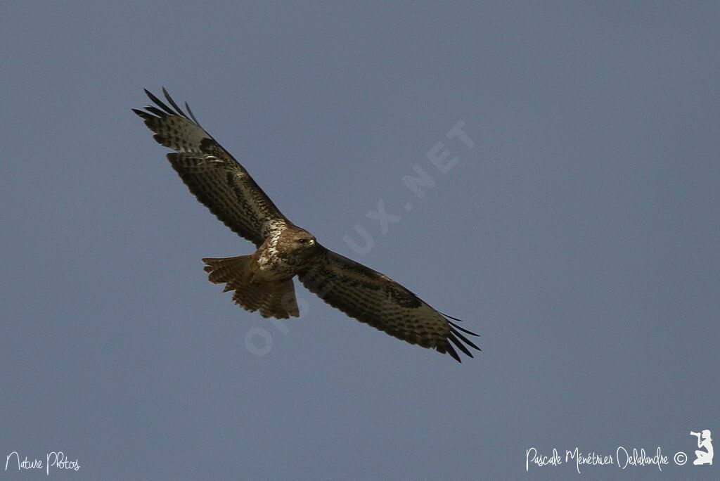 Common Buzzard