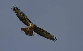 Common Buzzard