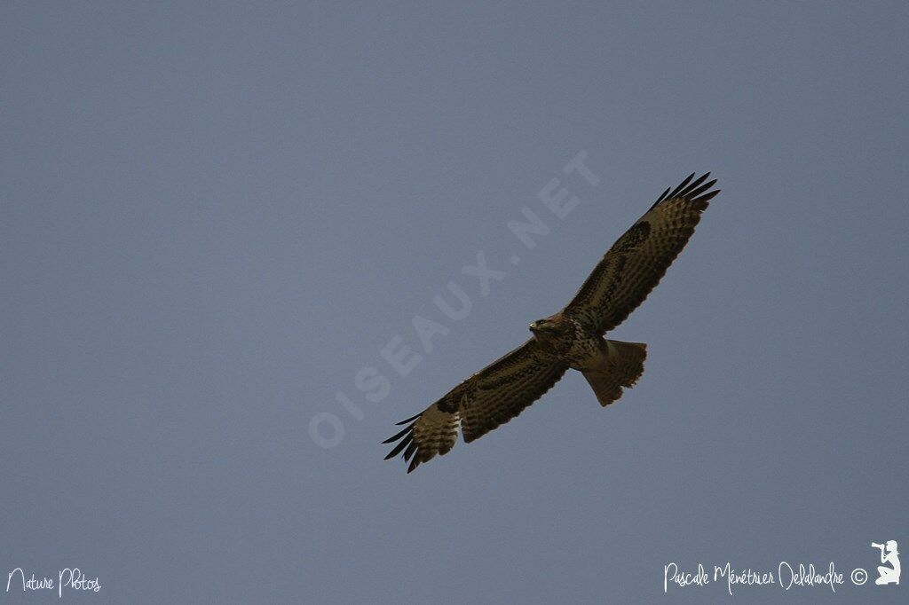 Common Buzzard