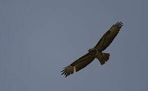 Common Buzzard