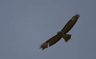 Buse variable