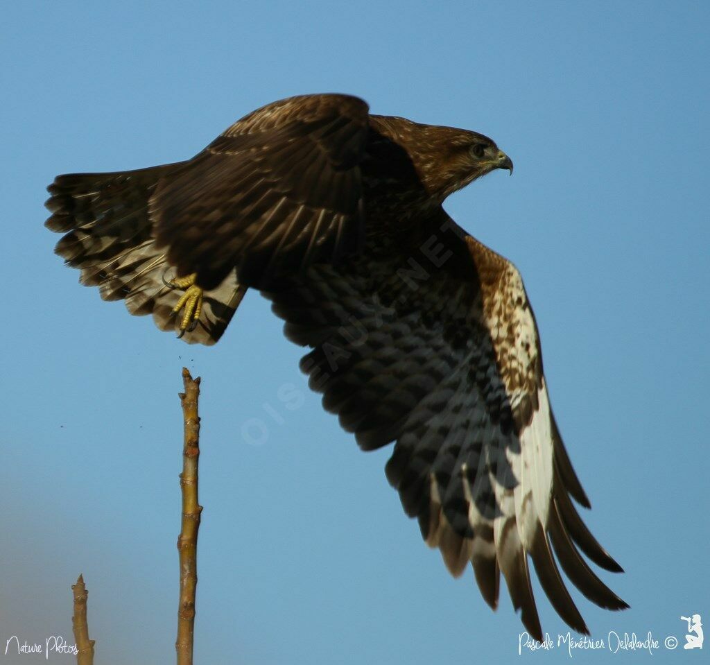 Buse variable