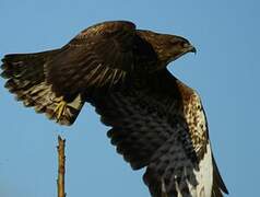 Common Buzzard