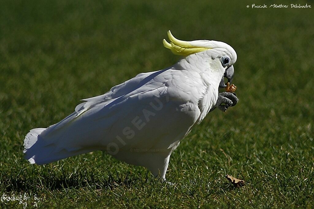 Sulphur-crested Cockatoo