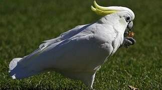 Sulphur-crested Cockatoo