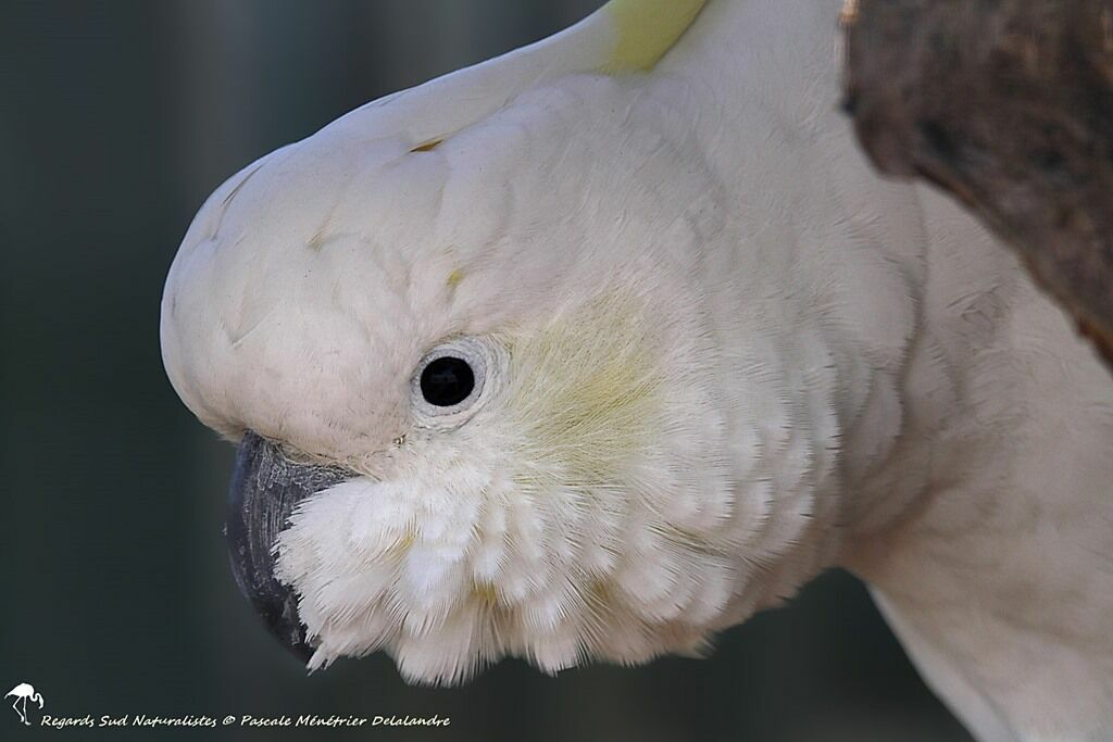 Sulphur-crested Cockatoo