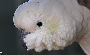 Sulphur-crested Cockatoo