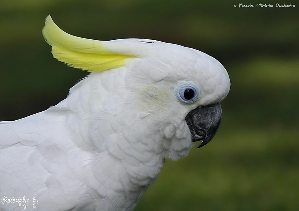 Cacatoès à huppe jaune