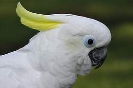 Sulphur-crested Cockatoo