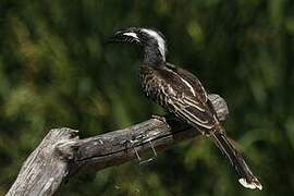 African Grey Hornbill