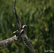 African Grey Hornbill