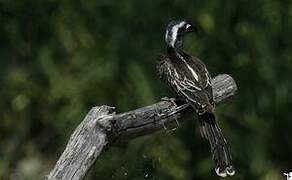 African Grey Hornbill